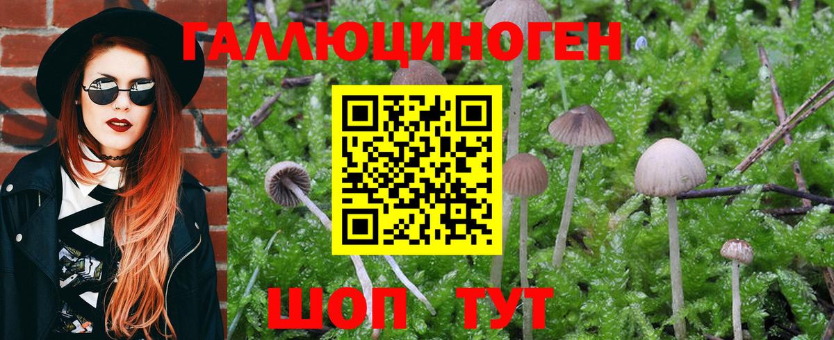 Псилоцибиновые грибы Psilocybine cubensis  Галлюциногенные грибы Cubensis  купить наркоту  Ярославль 